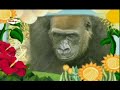 The Amazing World Gorillas