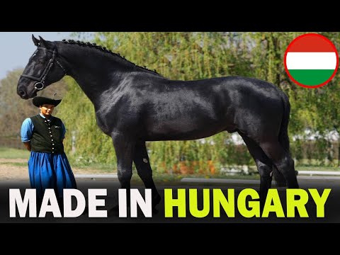 5 FAMOUS Hungarian Horse Breeds That Will Blow Your Mind!!