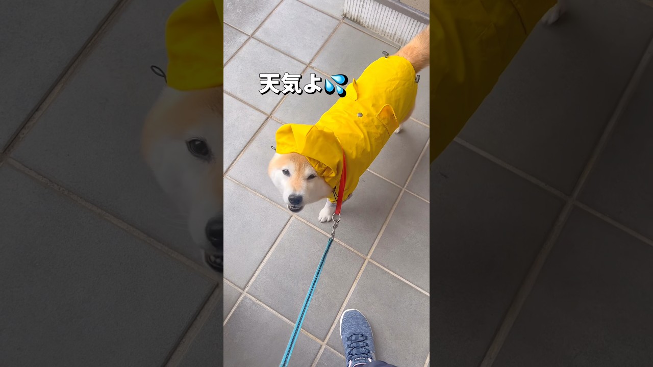 雨の日散歩は嫌だよね😓#柴犬 #shibainu #shorts