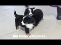 Bernese Mountain Dog dogs for sale: King - Video 1