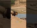 A Large Malelion Fiercely Drove A Crocodile Away From A Deadhippo To Claim The Feast PredatorVsPrey