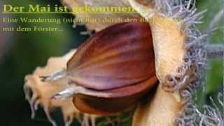 Der Mai ist gekommen - Eine Waldwanderung durch den Buchenwald - ANKÜNDIGUNG