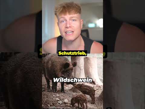 Die GEFÄHRLICHSTEN TIERE Österreichs !! 😱🇦🇹