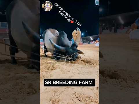 Eid ul Azah #viral #funnyanimal #animals