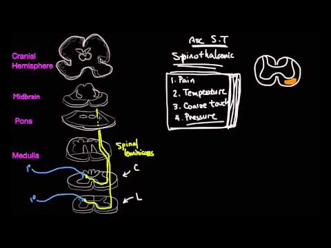 The Spinothalamic Tract