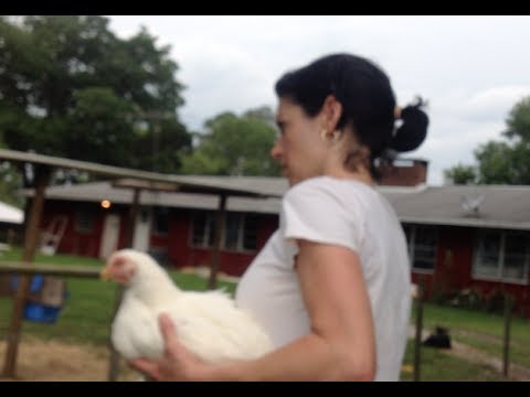 How to Slaughter Meat Chickens the Creek Girl Way