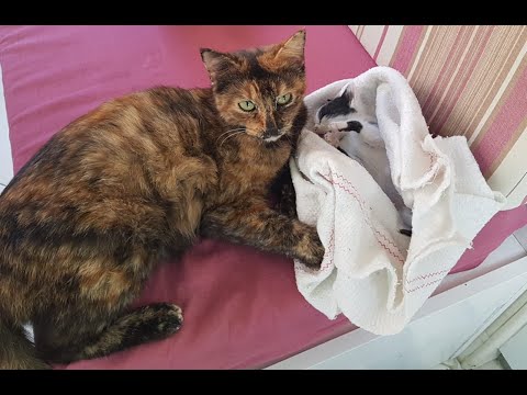 Cat grieving for her dead kitten