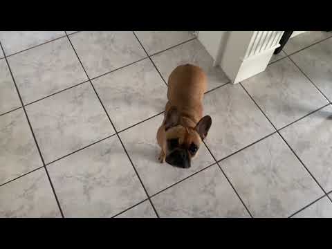 Howling Dog! French Bulldog loves to talk about her...