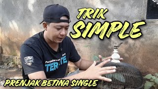 Download lagu MUDAH DAN CEPAT GACOR ‼️ CARA MERAWAT BURUNG PRENJAK BETINA SINGLE mp3 Download lagu MUDAH DAN CEPAT GACOR ‼️ CARA MERAWAT BURUNG PRENJAK BETINA SINGLE mp3