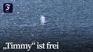 Buckelwal in Nordsee geschwommen