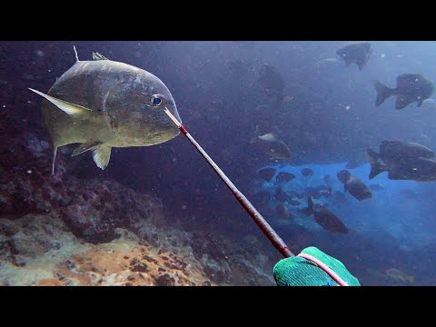 MASSIVE ULUA SNAPS MY 3 PRONG! - Spearfishing Hawaii