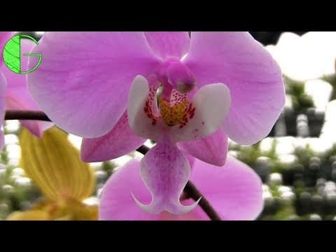 Phalaenopsis schilleriana • Orchid collection update for 10 March 2019