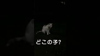 家から出たら知らない猫ちゃんが待ってた #Shorts