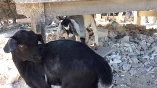 Vlog #2 Cycling around Gili Trawangan Island