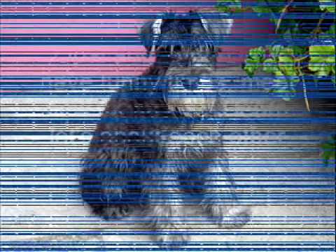 Because of Winn Dixie   Trailer by Kristin