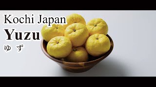 How to cook with yuzu, Kochi's favorite citrus fruit, with a unique taste and aroma
