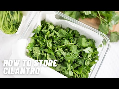 Cilantro: How to Cut, Store & Use?