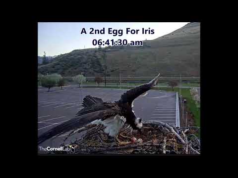 Hellgate Canyon Ospreys ~ A 2nd EGG 🥚🥚 For Iris, May 10, 2021