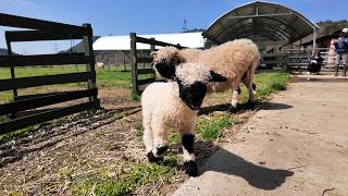 4月3日【びわ湖放送ニュース】世界一かわいいヒツジの赤ちゃん　ローザンベリー多和田で一般公開始まる