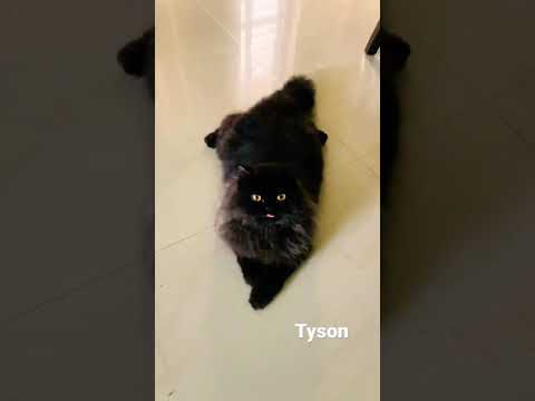 My new persian cat TYSON …he is a male ,black cat ,with huge eyes.