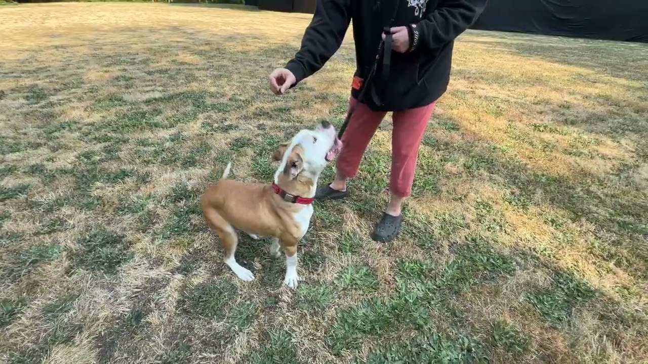 Enlarge Goose, a ADOPTABLE mixed breed in Snoqualmie, WA video 3/4
