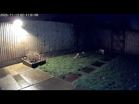 Mother Cats Bravery Saving Her Kitten from Fox Attack