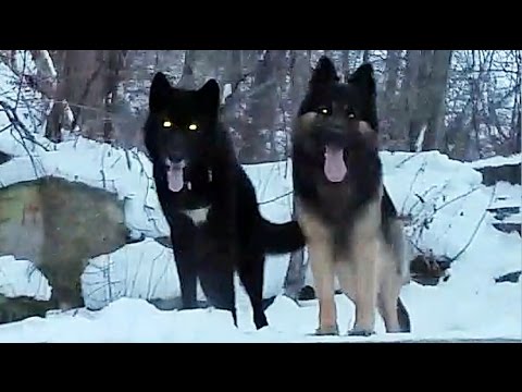 INTERSTATE RENEGADE - Apalachee Don (feat... Big Chuk)