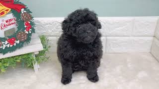 トイプードルの動画01