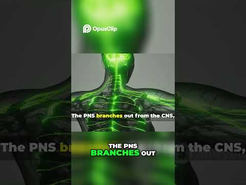 CNS & PNS  Master Your Nervous System!