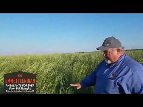 Creating Healthy Pheasant Habitat with the Aberdeen, South Dakota Pheasant Coalition