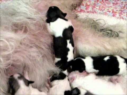 P- Wurf  ( PON von der Bismarckwarte )