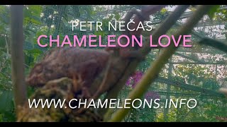 chameleon love