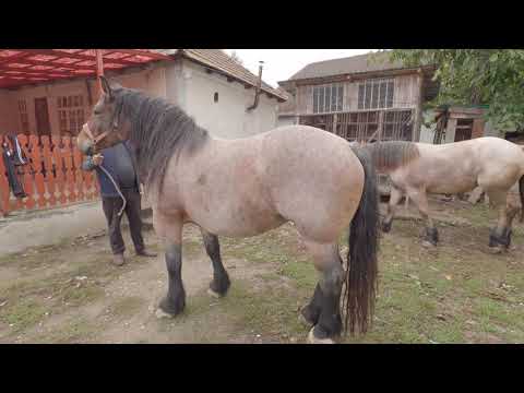 Mr. Radu's mares from Bogei Bihor