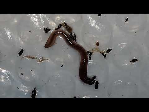 Canadian Nightcrawler Bin Check-In & Feeding 17 Days Later 27 December 2025 #wormbin