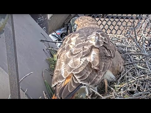 Big Red Lays First Egg Of 2024 Breeding Season At Cornell Hawks Nest! – March 17, 2024