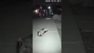 Opossum Plays Dead for Trick-or-Treaters! #Halloween #Opossum #FunnyAnimals #NightCam #Viral