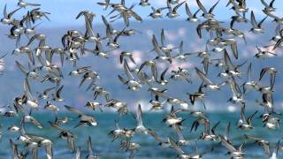 gli uccelli (franco battiato) by v,mesiano hd 1080p