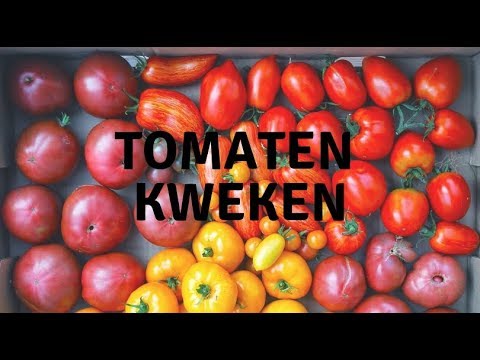 , title : 'Hoe kweek ik tomaten : Mijn tomatenjaar 2018'