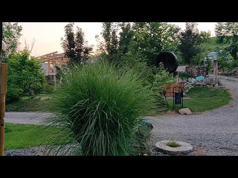 Catunu lui Victor (Sura lui Victor) galagie #2