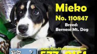 Cowlitz County Humane Society Adoptable Pets