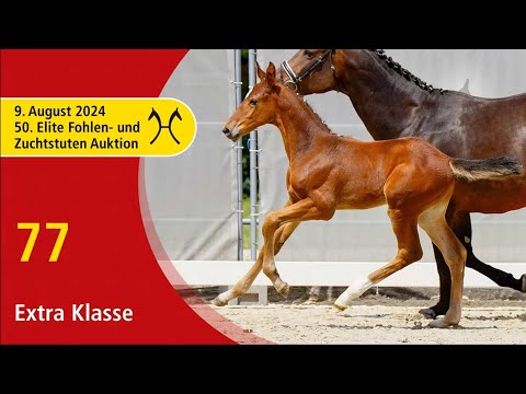 50th Elite Foal and Broodmare-Auction -Aug. 9th- No. 77 Extra Klasse by Ermitage Kalone - Cascadello