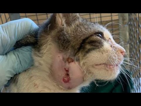 Enormous Botfly Larvae Removed From Cat's Head (Part 21)