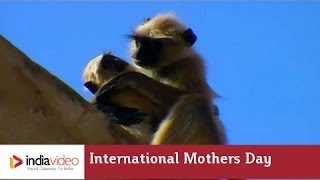 Monkey mother and her act of bravery