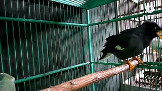 Download lagu suara burung jalak kebo gacor full isian ini masteran TERHEBAT bikin bunyi mp3 Download lagu suara burung jalak kebo gacor full isian ini masteran TERHEBAT bikin bunyi mp3