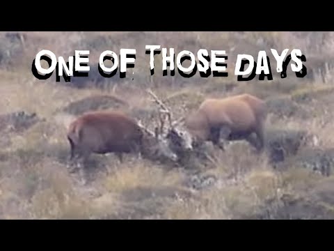 Did We Find the Biggest Stag in These Hills?