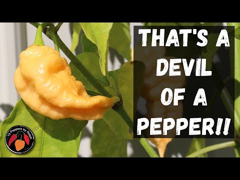 Devil's Tongue Pepper Review and Tasting
