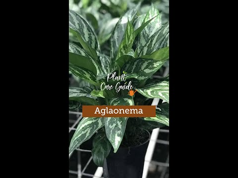 , title : 'Plant Care Guide : Aglaonema Plant'