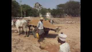preview picture of video 'Волы заготовка песка Индия Путтапарти апр 2012'