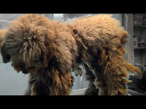 SHELTER DOG URGENTLY NEEDED HELP! 🤯