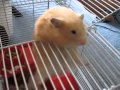 Неудачный побег жирного хомяка hamster escape fail 